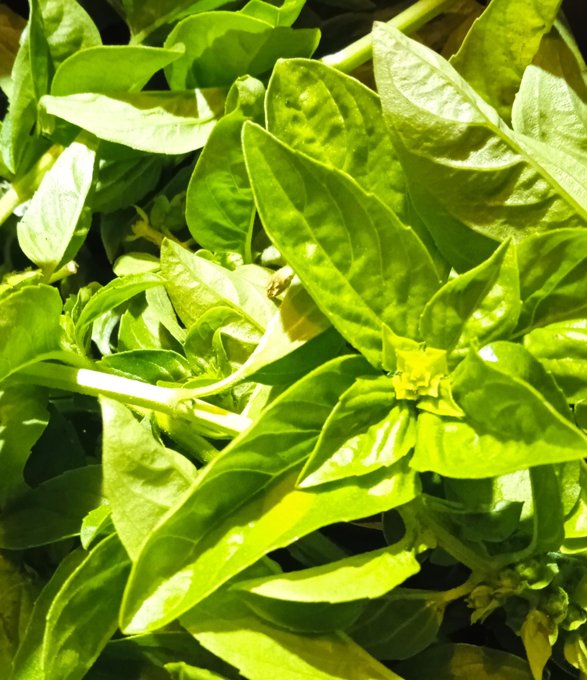 olio essenziale di basilico