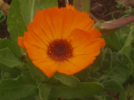 calendula oleolito