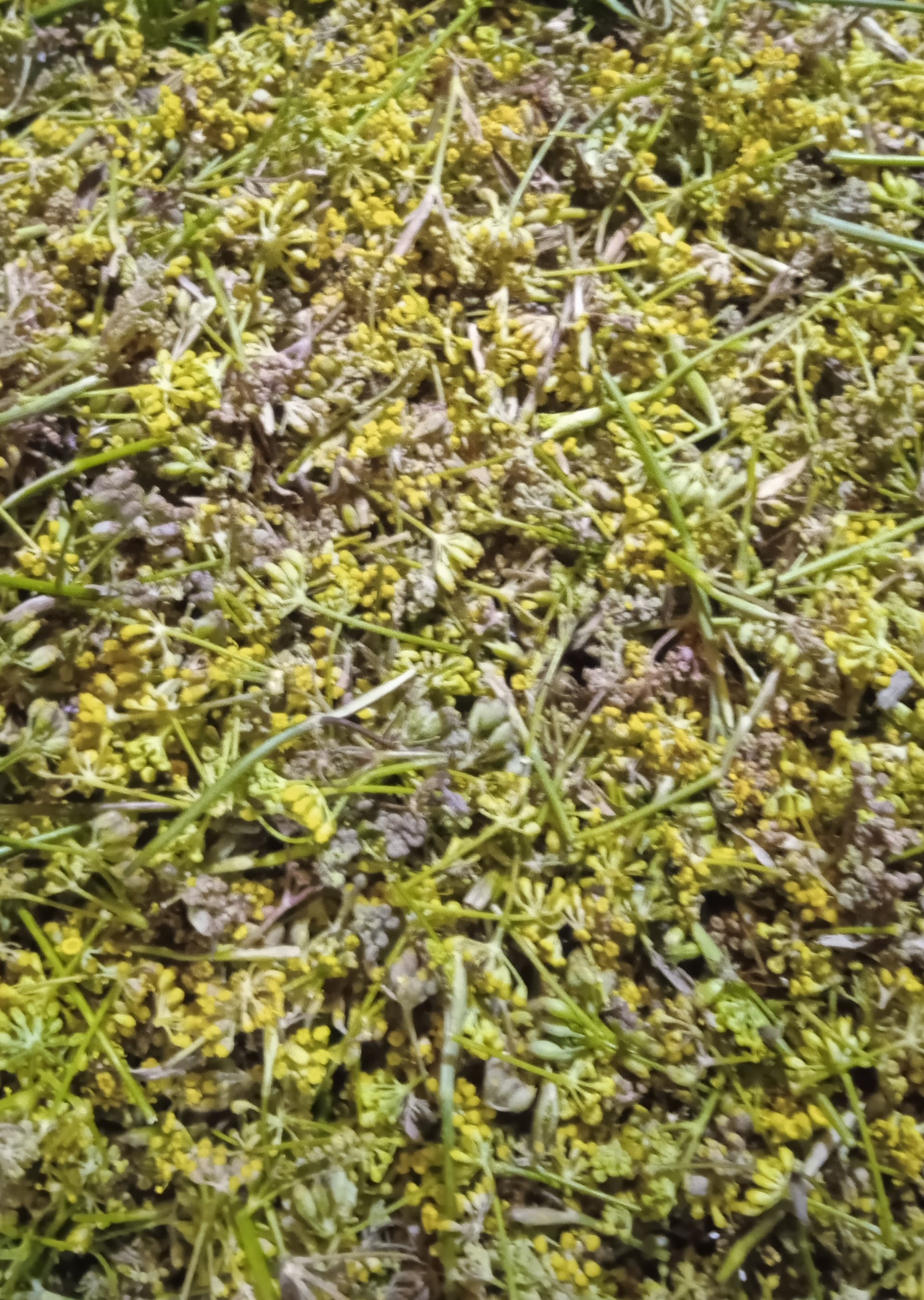 olio essenziale di finocchietto