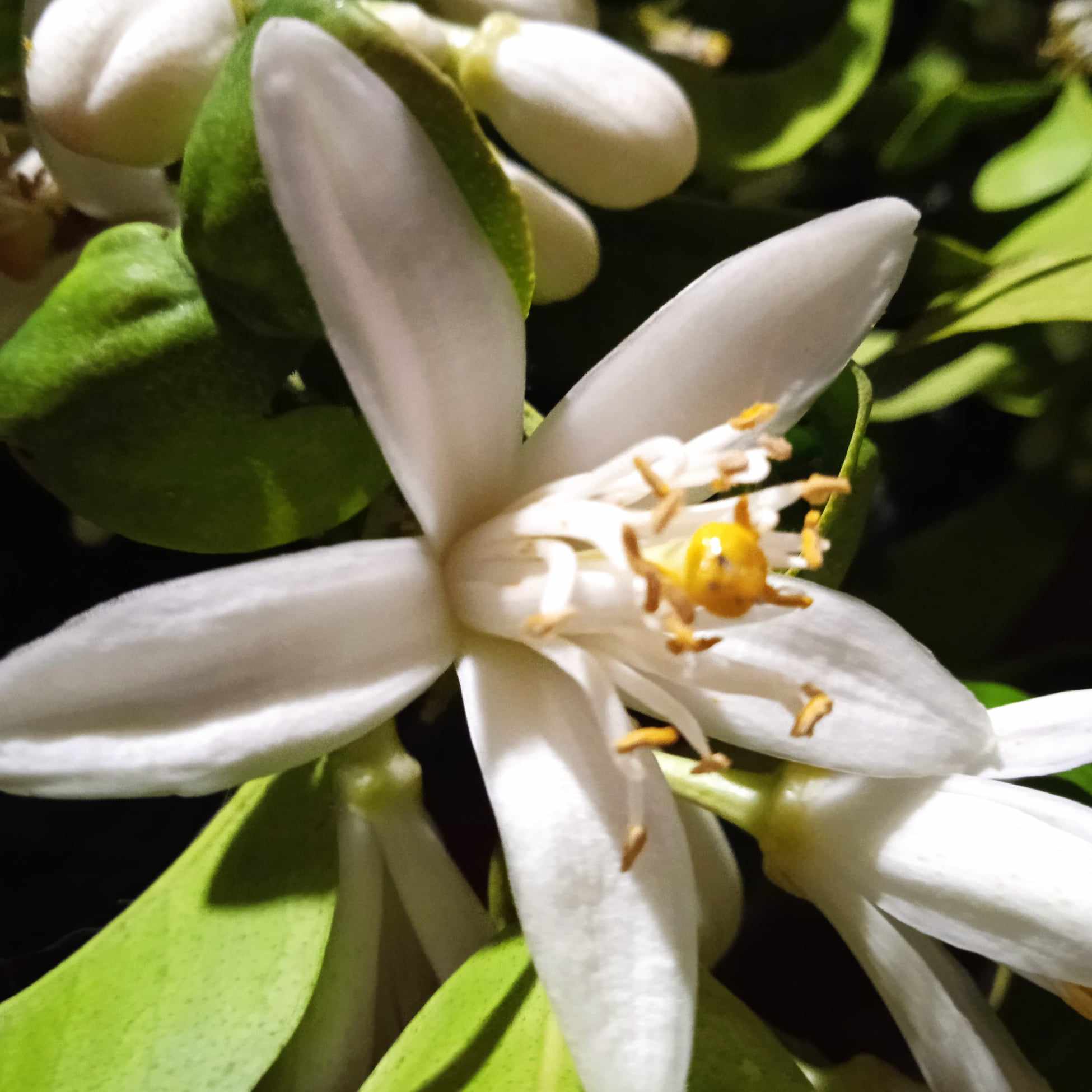 neroli olio essenziale