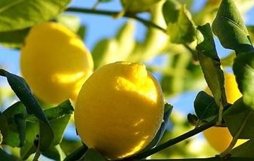 limone olio essenziale