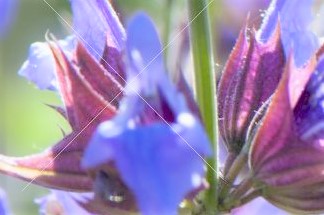 salvia olio essenziale